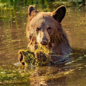 Meet your Posher, Nancy
